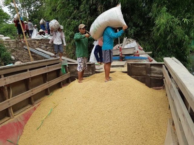 Vietnams rice exports drop, causing big worries