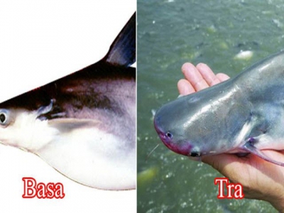 Tra fish exports to China face challenges