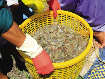 Mekong Delta shrimp crops a sweet success