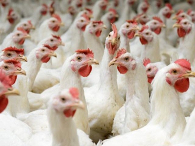 Understanding of chickens environmental impact examined