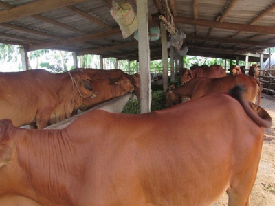 Lão nông huấn luyện bò không ăn lúa