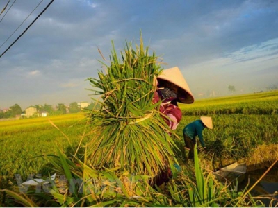 RoK helps Vietnam improve rice value chain