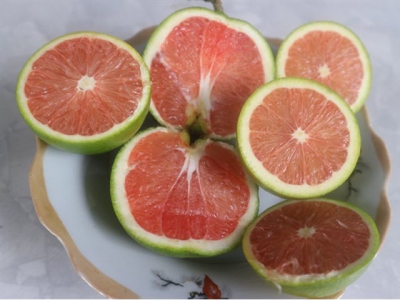Lạ lẫm giống cam đào trên đất sen hồng