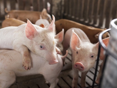 Enzyme blend may boost weight gain, growth in newly weaned pigs