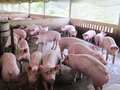 Pork imports spike, Vietnams livestock industry under pressure