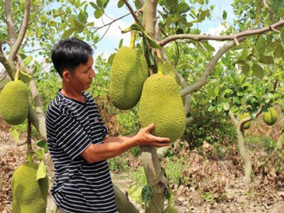 Unplanned Thai jackfruit farming pose risks
