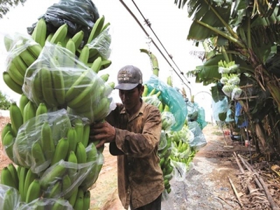 Vietnams banana exports go up, join $17 billion glass bam market