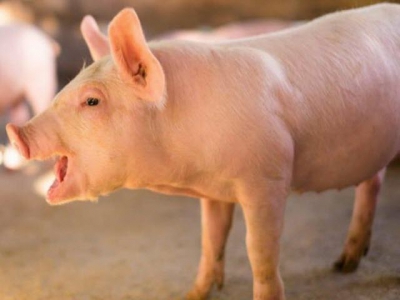 Feed mitigant study yields initial results in pigs