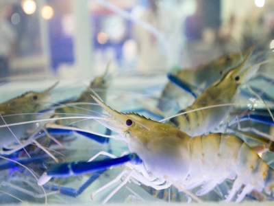 Investment in feed, genetics research has role in advancing shrimp production