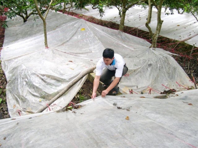 Kỹ thuật mới trong canh tác vườn