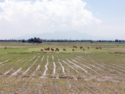 Ninh Thuận farmers lack water, leave 1,500ha of paddies fallow
