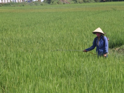 Sâu bệnh hại lúa trên diện rộng tại Thừa Thiên Huế