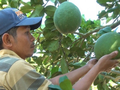 Đã có thương hiệu Bưởi da xanh Khánh Vĩnh