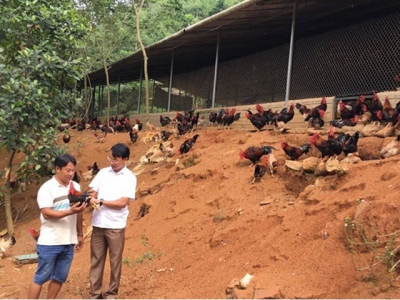 Mô hình hợp tác xã liên kết nuôi gà bền vững