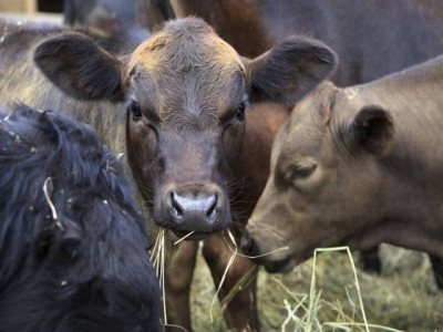 Proper cattle nutrition may differ due to operations goals