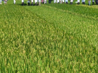 Plant geneticist engineering Vietnams rice of the future