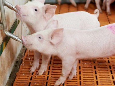 Initial success achieved in ending surgical swine castration