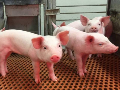 Grant to launch new swine biomedical research center