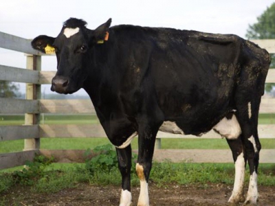 MAP protein may aid battle against Johnes disease