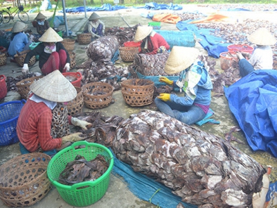 Quang Nam seeks help for purpleback squid export