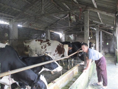 Nông hộ nuôi 30 con bò sữa khép kín