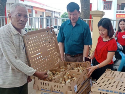 Bac Giang develops bio-safety chicken breeding model