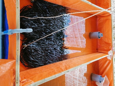 Kỹ thuật nuôi lươn thương phẩm trong bể bạt bằng con giống nhân tạo, sử dụng nước ngầm