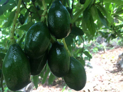 Son La avocados make inroads into foreign markets