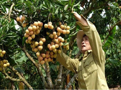 Vietnams lychee kingdom looks to conquer demanding markets