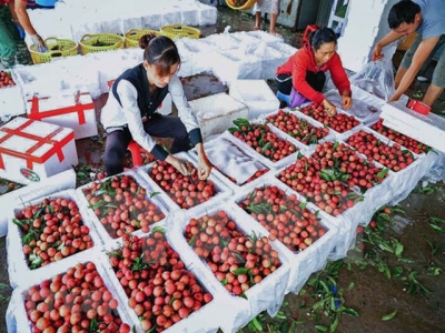 Conference seeks ways to promote lychee consumption