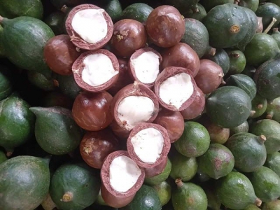 Kon Tum Province eyes sustainable development of macadamia farming