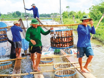 Hậu Giang focuses on closed agricultural production chains