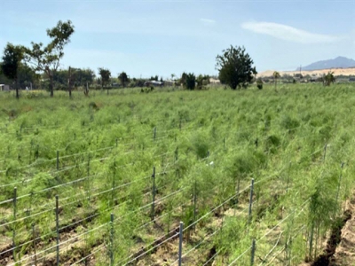 Ninh Thuận farmers switch from rice to asparagus