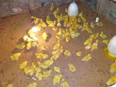 Kỹ thuật úm và lịch phòng bệnh cho vịt con nuôi đẻ trứng