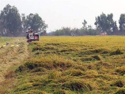 Kiên Giang develops rice co-operative – company links to ensure demand, supply