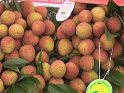 Hải Dương exports first lychees to Japan