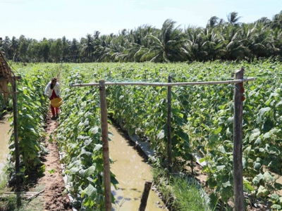 Trà Vinh Province to pay $1.7m compensation to farmers hit by drought, saltwater