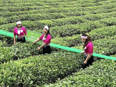 Rare supply - demand imbalance of tea market