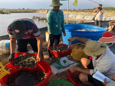 Bạc Liêu Province focuses on becoming shrimp production hub