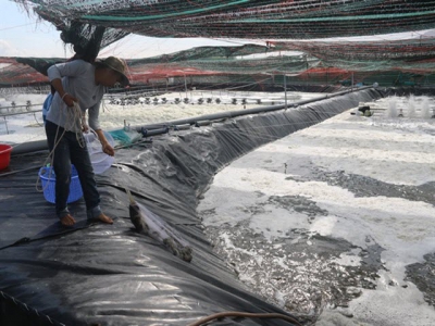 High-tech shrimp breeding yields high profits