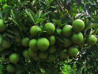 Phân bón lá vi lượng ngăn ngừa và khắc phục bệnh trên cây ăn quả