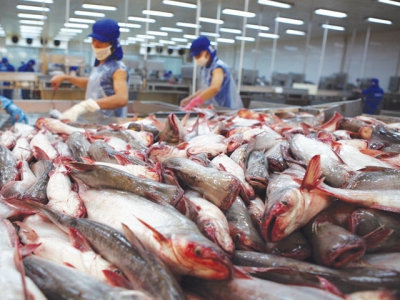 Prices of pangasius is below the production price, making it hard to achieve growth