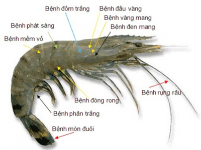 Phòng, trị bệnh ở tôm sú