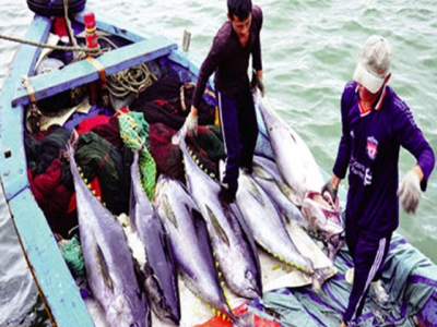 The exporting market of ocean tuna is still unstable