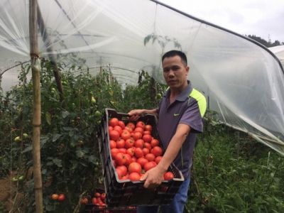 Trồng cà chua trái vụ trong nhà màng tại Lào Cai