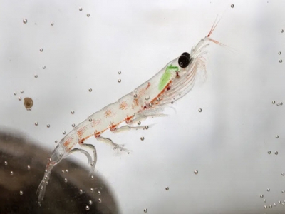 Krill shown to boost bass performance