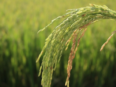 Nông dân hưởng lợi nhờ sản xuất lúa gạo VietGAP