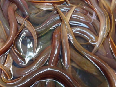 Phú Yên - Substantial income from raising no-mud eel