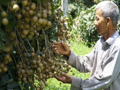 Mekong Delta fruit overabundant amid HCMC wholesale market closures