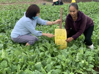 Sử dụng bẫy dính màu phòng trừ sâu hại trên rau